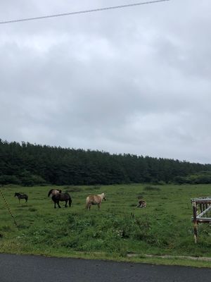 尻屋崎灯台 寒立馬