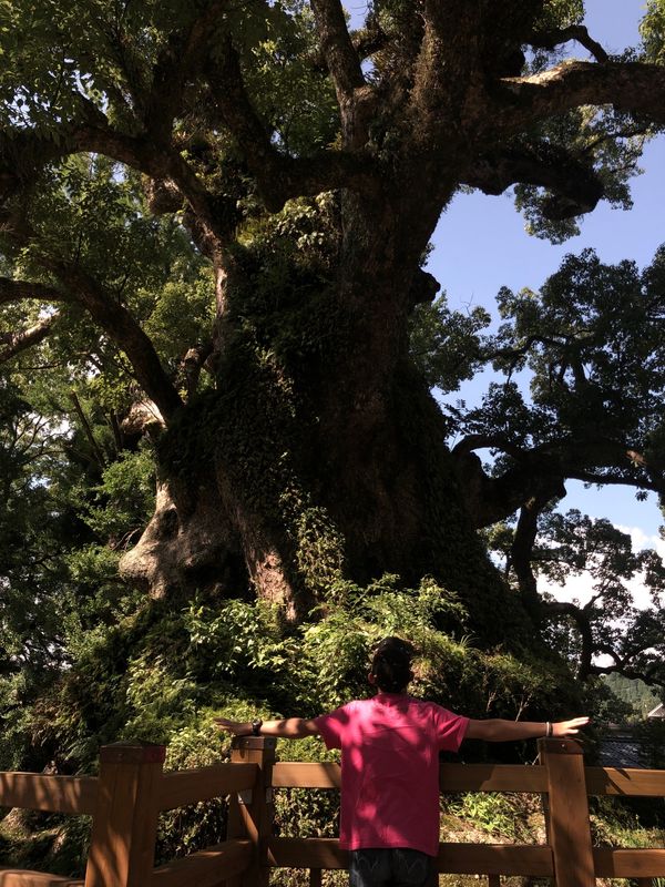 日本・鹿児島県「鹿児島 熊本 インターハイ」の写真：蒲生の大楠