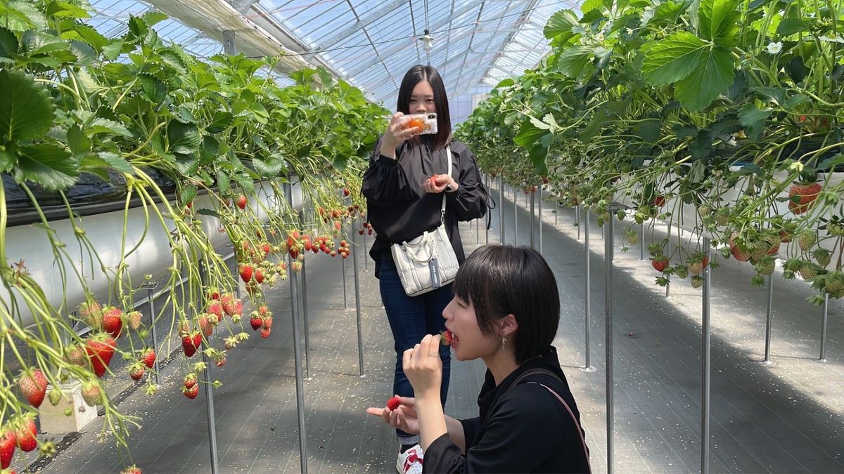  いちご狩り🍓