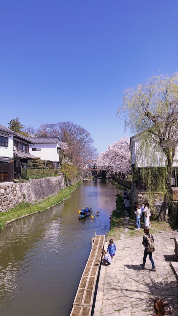 日本・滋賀県「 いちご狩り」の写真：八幡堀🌸