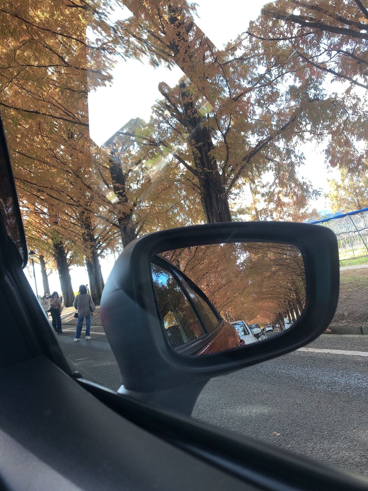 メタセコイア並木道
12月でいい感じだった✨