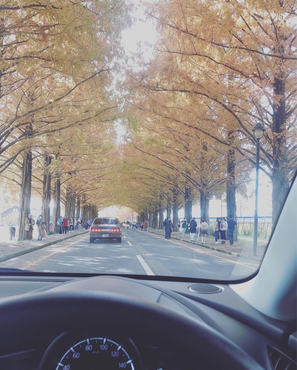 メタセコイア並木道
12月でいい感じだった✨