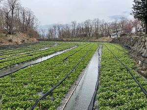 穂高でくるまやの蕎麦を堪能。大王わさび農園で映画の舞台にもなった水車小屋を...