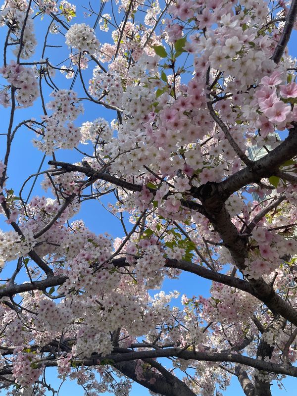 日本・香川「香川県1人旅」の写真：四国水族館🦭🐟