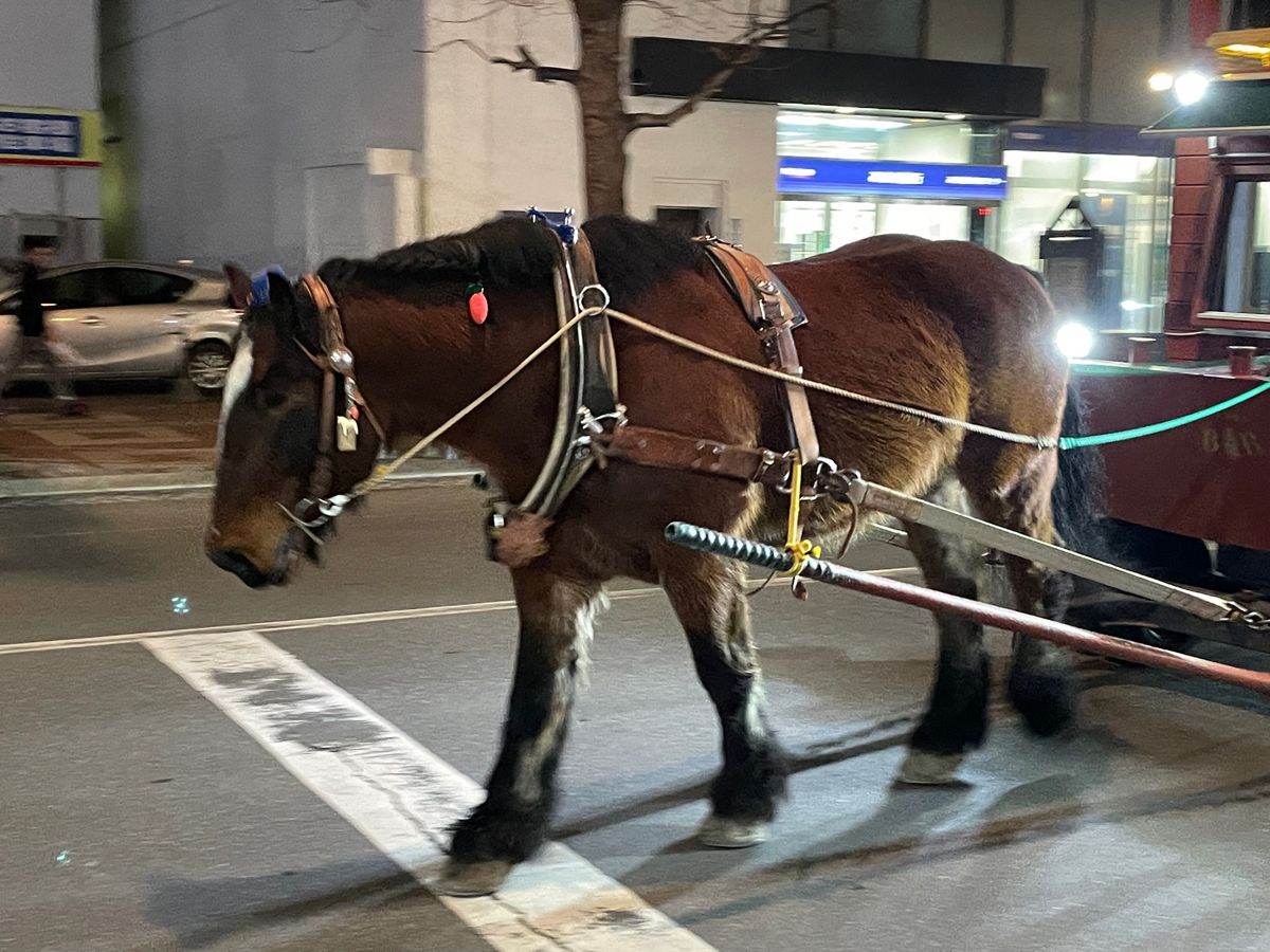ばんえい競馬
馬大きい