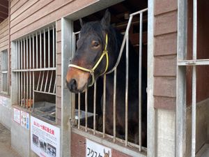 ばんえい競馬
馬大きい