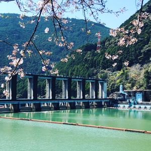 千本桜が有名な秋葉ダムに。
桜のピークは過ぎていたけど、絵になる風景だった。