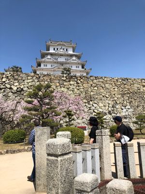 桜の時期の姫路城