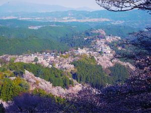 吉野山🌸