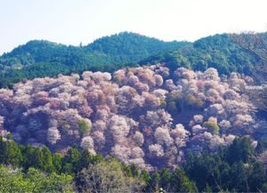 吉野山🌸