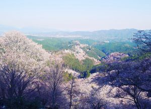 吉野山🌸