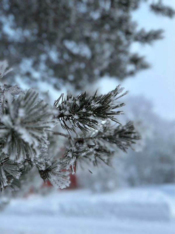 フィンランド・ヘルシンキ「Finland🇫🇮」の写真