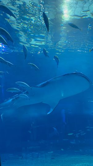 美ら海水族館の周りは大きな公園なので日帰りで行くには忙しすぎた
レンタカー...