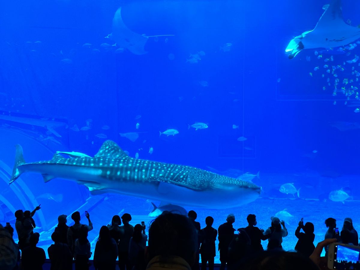 美ら海水族館の周りは大きな公園なので日帰りで行くには忙しすぎた
レンタカー...