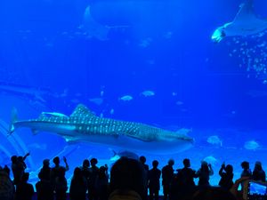 美ら海水族館の周りは大きな公園なので日帰りで行くには忙しすぎた
レンタカー...