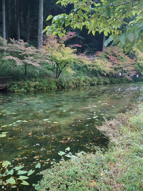 日本・岐阜県「秋キャンプ in 板取」の写真