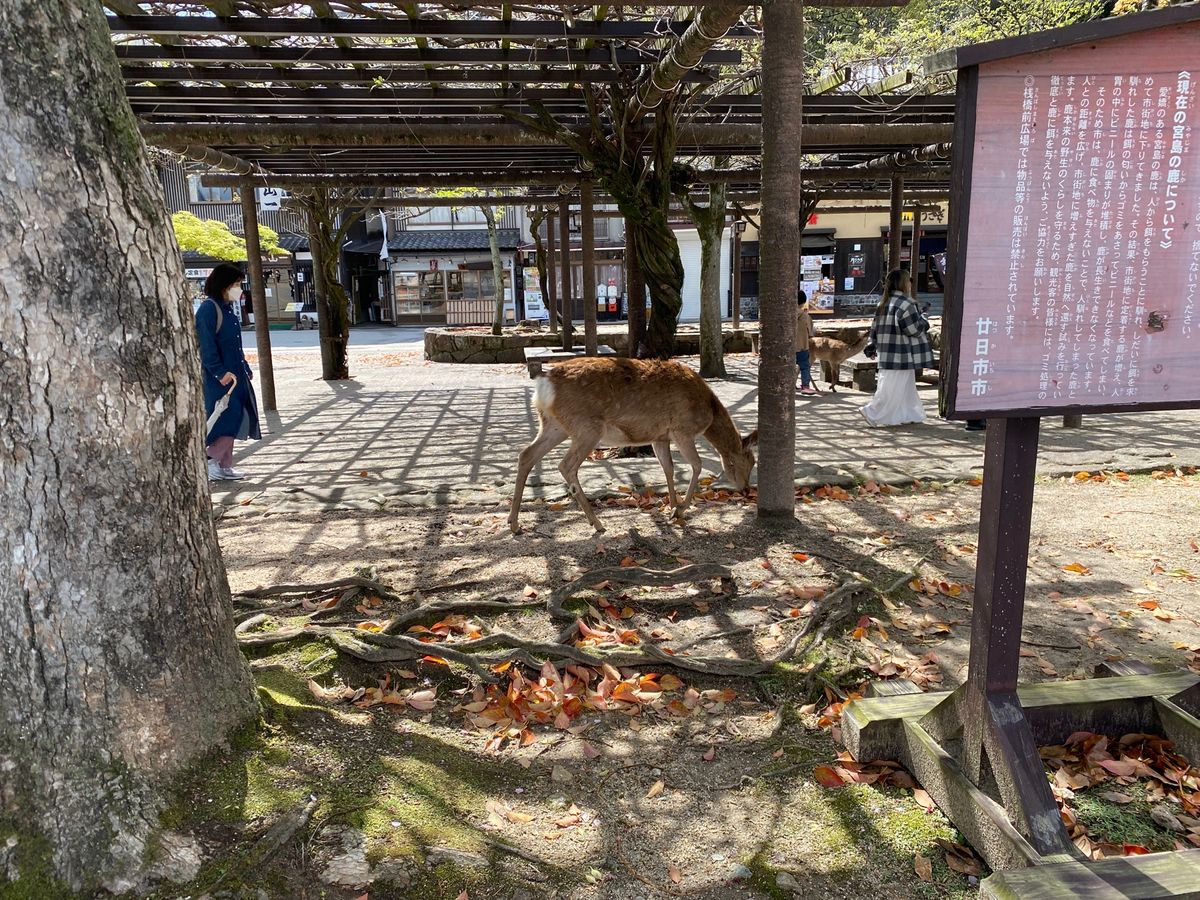 ずっと続けてる教科書に載っているものを直接見る旅。
今回は厳島神社。
前回...