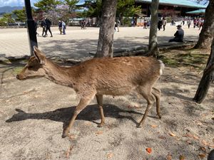 ずっと続けてる教科書に載っているものを直接見る旅。
今回は厳島神社。
前回...