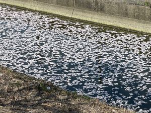 鍋田川堤の桜並木