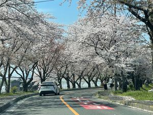 鍋田川堤の桜並木