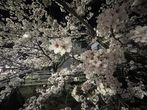 十四川の桜並木