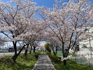 鍋田川堤の桜並木