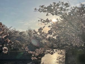 九華公園桜まつり