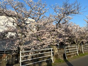 十四川の桜並木