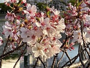九華公園桜まつり