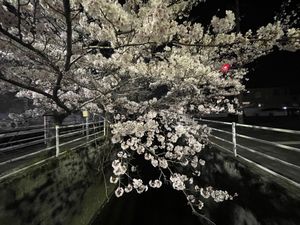 十四川の桜並木