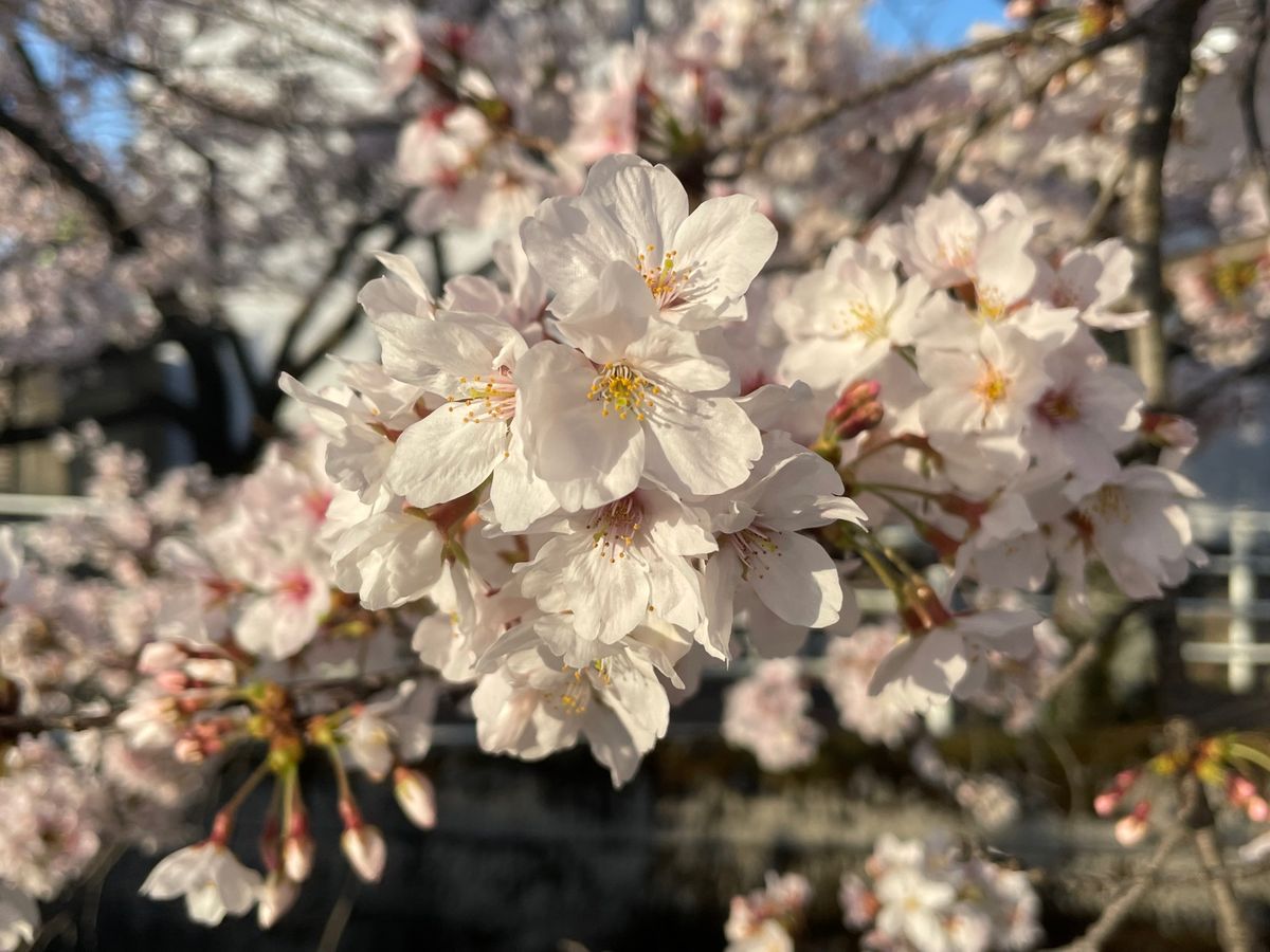 十四川の桜並木