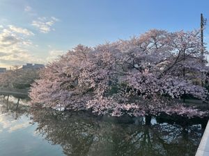 九華公園桜まつり