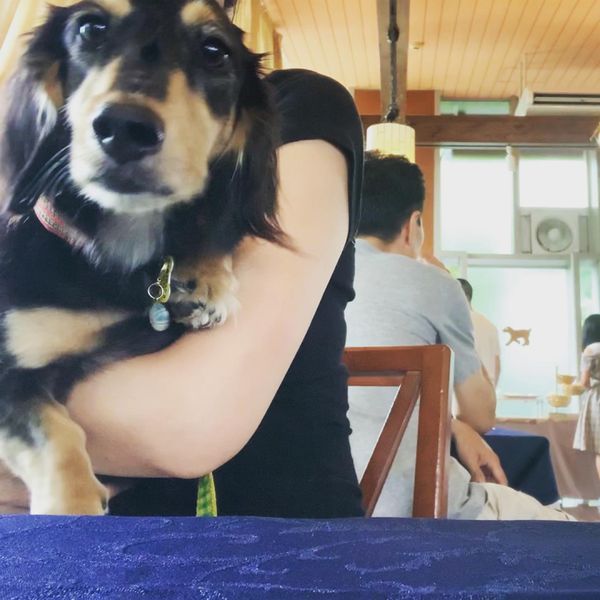 日本・静岡県「Aug. 2019 静岡　ワンワンの旅」の写真：Aug. 2019 静岡　ワンワンの旅