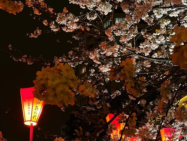 日本・東京都「Mar. 2023 🌃🌸目黒川」の写真