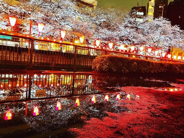 日本・東京都「Mar. 2023 🌃🌸目黒川」の写真