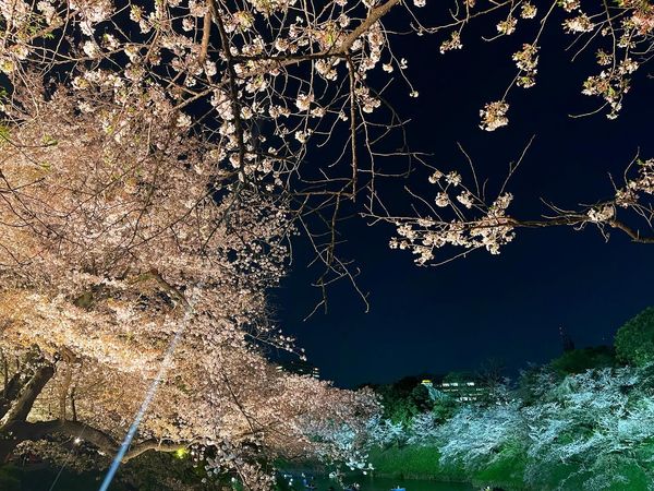 日本・東京都「Mar. 2023 🌃🌸千鳥ヶ淵」の写真