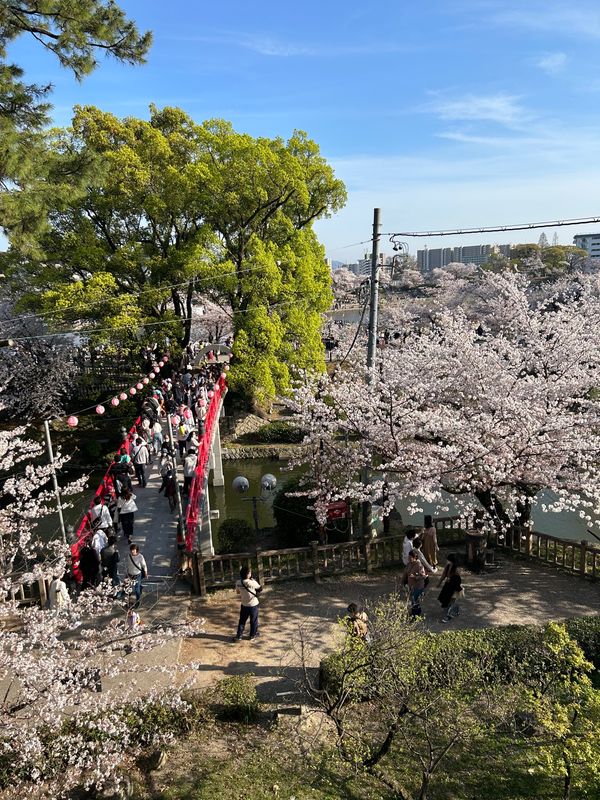 日本・愛知県「桜祭り」の写真