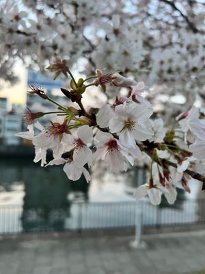 ソメイヨシノ🌸
鳥がめちゃくちゃつついてた🕊️