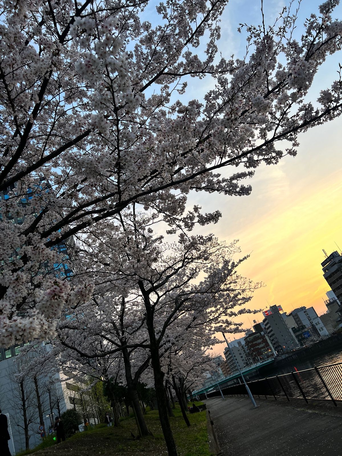ソメイヨシノ🌸
鳥がめちゃくちゃつついてた🕊️