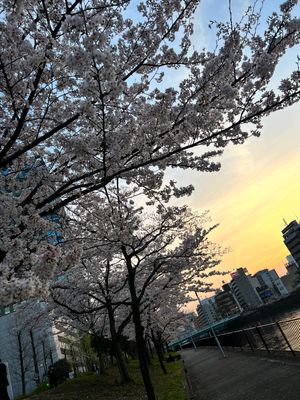 ソメイヨシノ🌸
鳥がめちゃくちゃつついてた🕊️