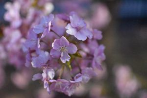 河津桜
夜も綺麗でした✨️