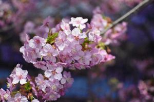 河津桜
夜も綺麗でした✨️