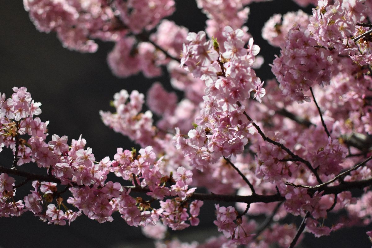 河津桜
夜も綺麗でした✨️