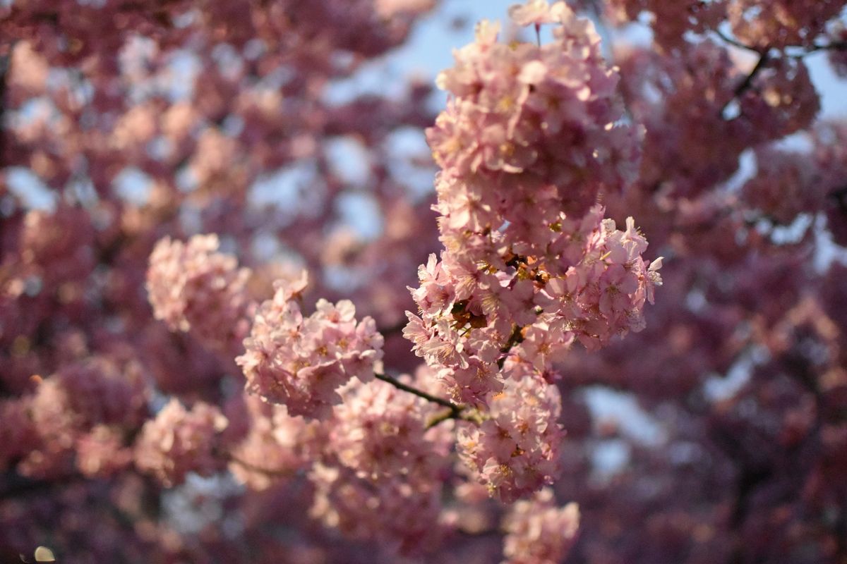 河津桜
夜も綺麗でした✨️