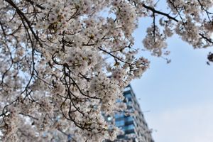 ソメイヨシノ🌸
鳥がめちゃくちゃつついてた🕊️