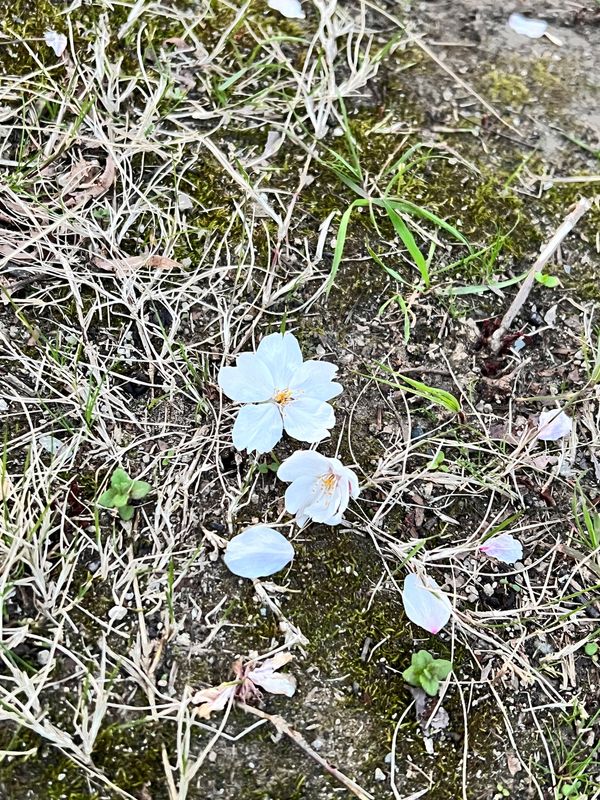 日本・京都「ウォークスルー花見2023」の写真：ソメイヨシノ🌸
鳥がめちゃくちゃつついてた🕊️