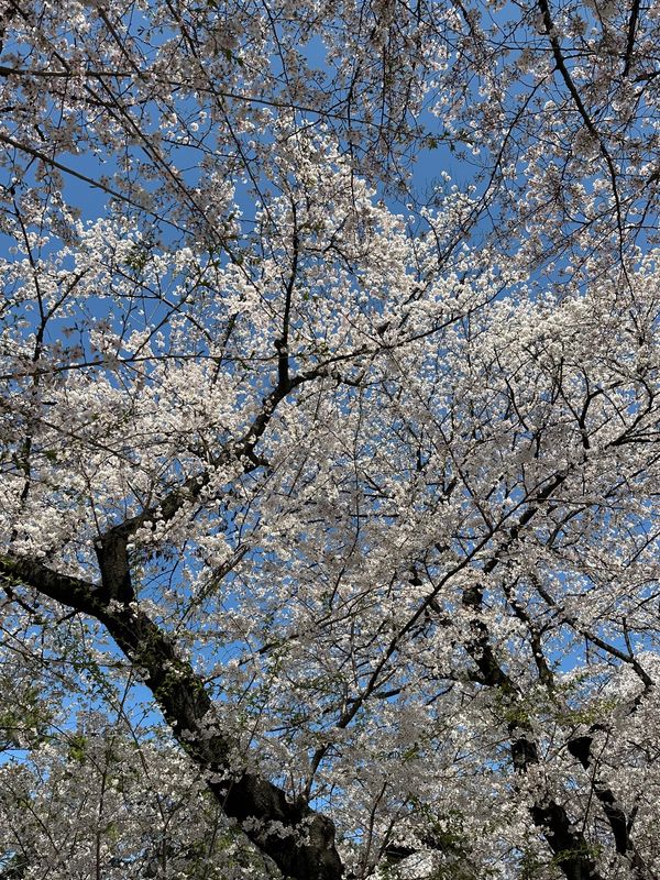 日本・名古屋城「花見 at 名古屋城」の写真