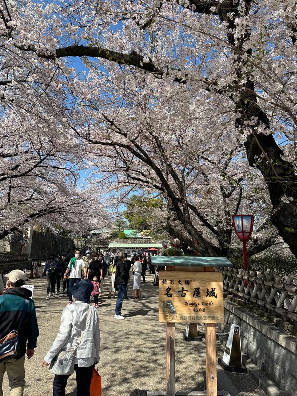 日本・名古屋城「花見 at 名古屋城」の写真