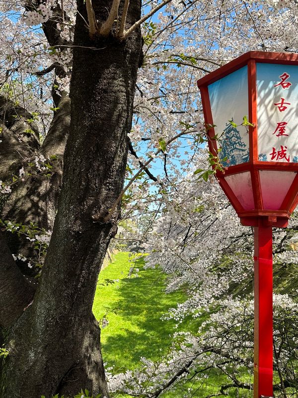 日本・名古屋城「花見 at 名古屋城」の写真