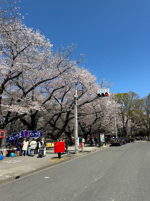 日本・名古屋城「花見 at 名古屋城」の写真